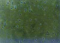 バチルス菌